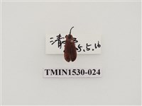 藏品(前角扣頭蟲科)的圖片